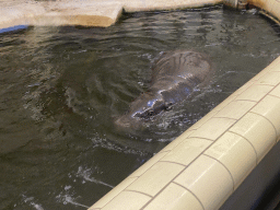 Pygmy Hippopotamus at the Dikhuiden section of the Rivièrahal building at the Africa area at the Diergaarde Blijdorp zoo