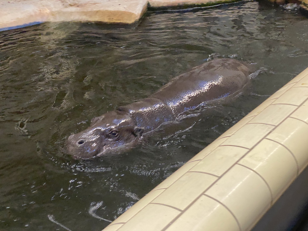 Pygmy Hippopotamus at the Dikhuiden section of the Rivièrahal building at the Africa area at the Diergaarde Blijdorp zoo