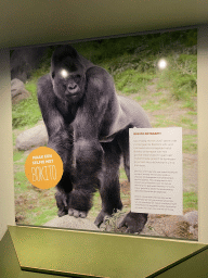 Information on the Western Lowland Gorilla `Bokito` at the Dikhuiden section of the Rivièrahal building at the Africa area at the Diergaarde Blijdorp zoo