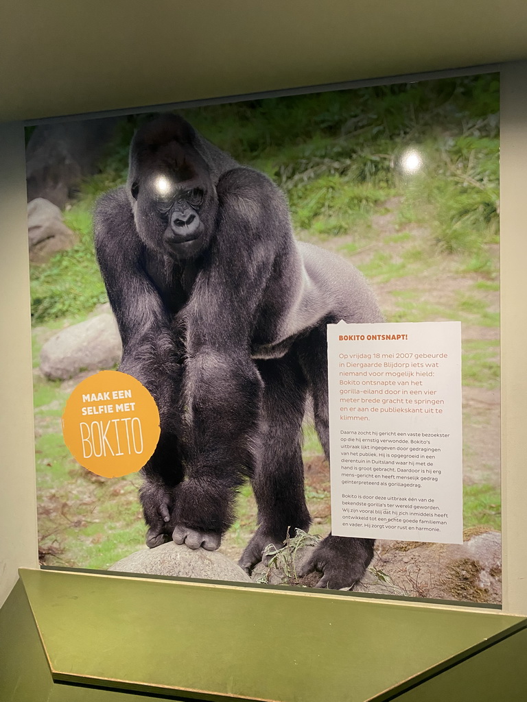 Information on the Western Lowland Gorilla `Bokito` at the Dikhuiden section of the Rivièrahal building at the Africa area at the Diergaarde Blijdorp zoo