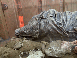 Head of a Mummified Crocodile at the Egyptian House at the Biotopia playground in the Rivièrahal building at the Africa area at the Diergaarde Blijdorp zoo