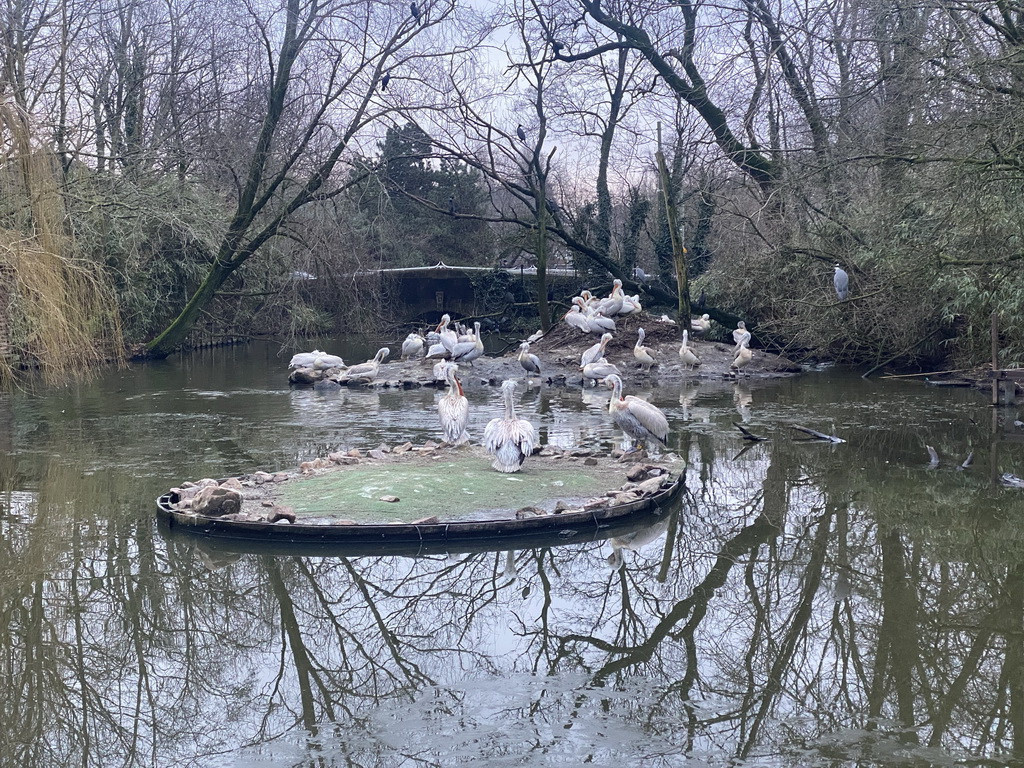 Dalmatian Pelicans at the Asia area at the Diergaarde Blijdorp zoo