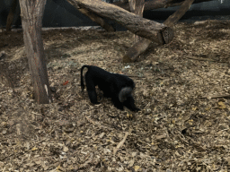 Lion-tailed Macaque at the Asia House at the Asia area at the Diergaarde Blijdorp zoo