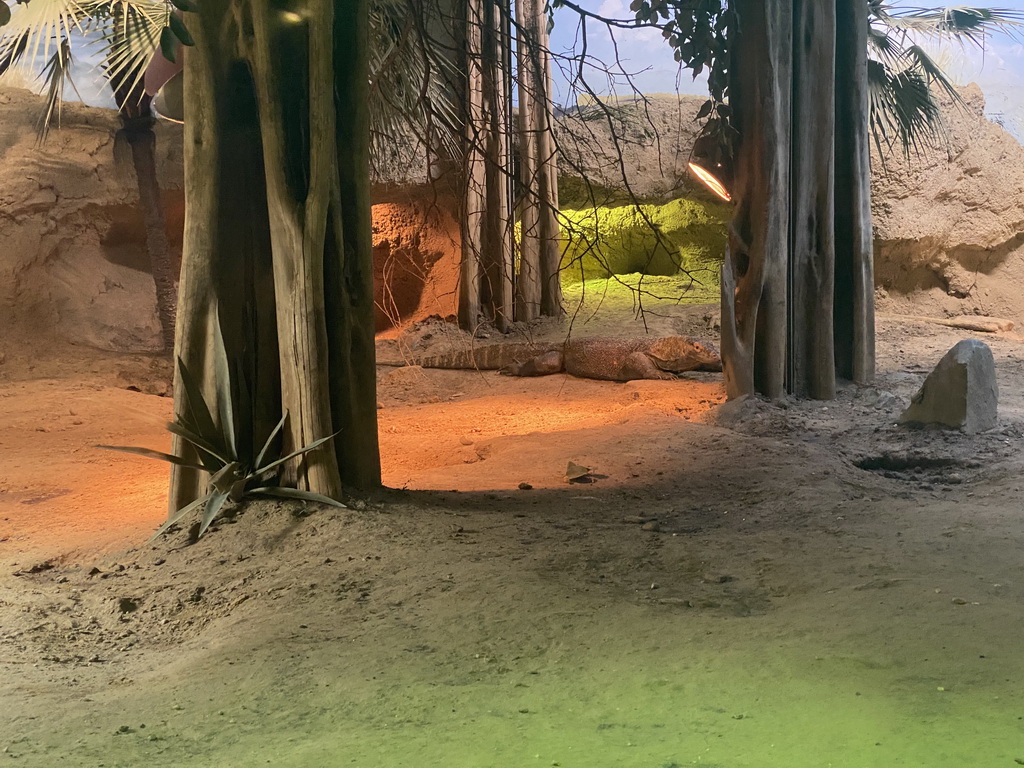 Komodo Dragon at the Asia House at the Asia area at the Diergaarde Blijdorp zoo