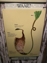 Information on Pitcher Plants at the Asia House at the Asia area at the Diergaarde Blijdorp zoo