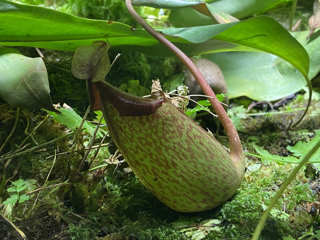 Pitcher Plant at the Asia House at the Asia area at the Diergaarde Blijdorp zoo