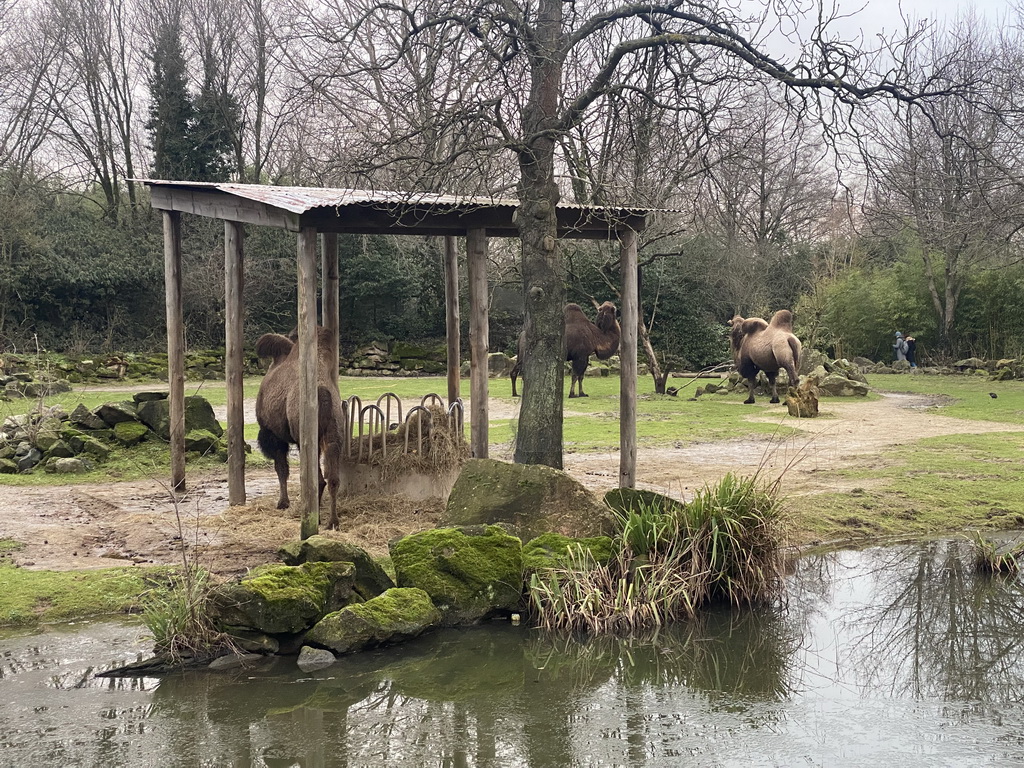 Bactrian Camels at the Asia area at the Diergaarde Blijdorp zoo