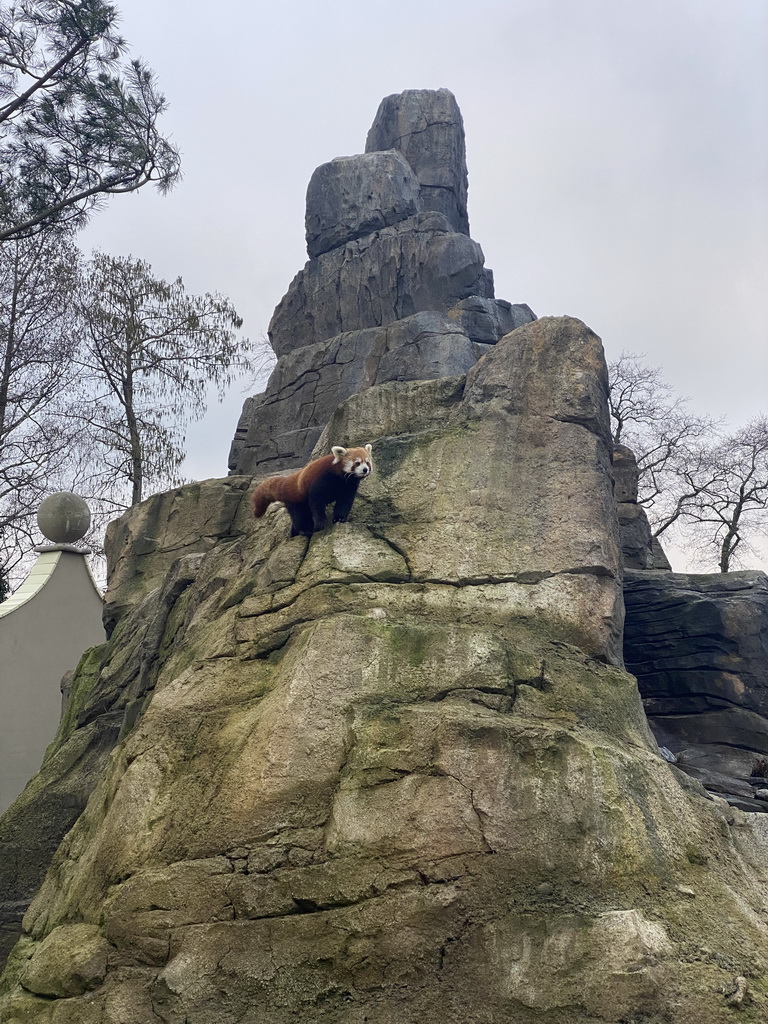 Red Panda at the Bergdierenrots rock at the Himalaya Area at the Asia area at the Diergaarde Blijdorp zoo