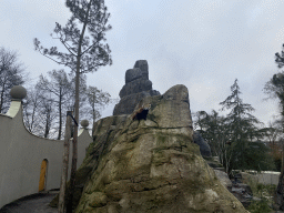 Red Panda at the Bergdierenrots rock at the Himalaya Area at the Asia area at the Diergaarde Blijdorp zoo