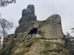 Red Panda at the Bergdierenrots rock at the Himalaya Area at the Asia area at the Diergaarde Blijdorp zoo