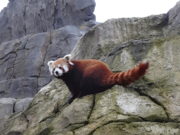 Red Panda at the Bergdierenrots rock at the Himalaya Area at the Asia area at the Diergaarde Blijdorp zoo