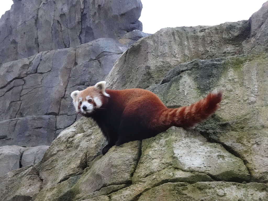 Red Panda at the Bergdierenrots rock at the Himalaya Area at the Asia area at the Diergaarde Blijdorp zoo