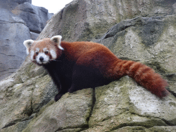 Red Panda at the Bergdierenrots rock at the Himalaya Area at the Asia area at the Diergaarde Blijdorp zoo