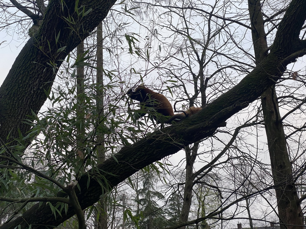 Red Panda at the Himalaya Area at the Asia area at the Diergaarde Blijdorp zoo