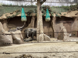 The young Indian Elephant `Maxi` and other Indian Elephants at the Taman Indah building at the Asia area at the Diergaarde Blijdorp zoo