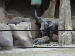 The young Indian Elephant `Maxi` and other Indian Elephants at the Taman Indah building at the Asia area at the Diergaarde Blijdorp zoo