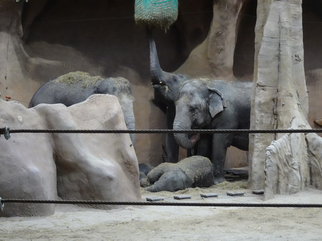 The young Indian Elephant `Maxi` and other Indian Elephants at the Taman Indah building at the Asia area at the Diergaarde Blijdorp zoo