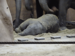 The young Indian Elephant `Maxi` at the Taman Indah building at the Asia area at the Diergaarde Blijdorp zoo