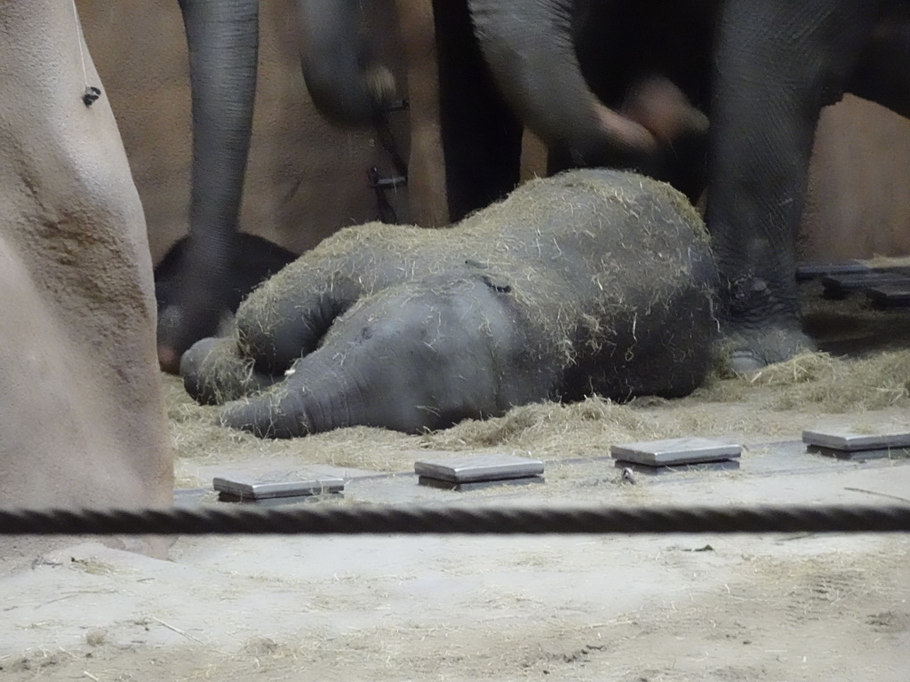 The young Indian Elephant `Maxi` at the Taman Indah building at the Asia area at the Diergaarde Blijdorp zoo