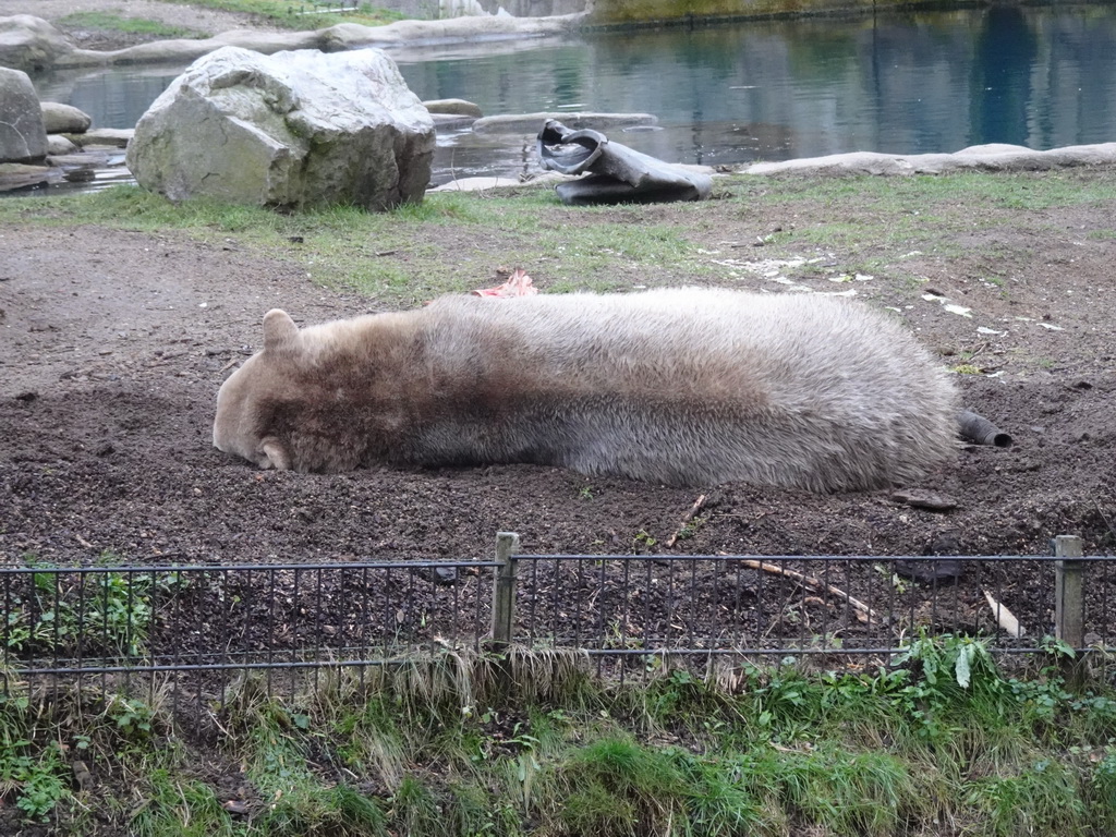 Polar Bear at the North America area at the Diergaarde Blijdorp zoo