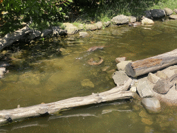 Otters at the Dierenwijck area of the Plaswijckpark recreation park