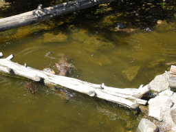 Otters at the Dierenwijck area of the Plaswijckpark recreation park