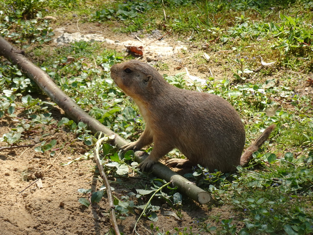 Prairie Dog at the Dierenwijck area of the Plaswijckpark recreation park