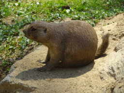 Prairie Dog at the Dierenwijck area of the Plaswijckpark recreation park