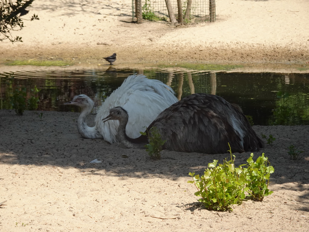 Nandus at the Dierenwijck area of the Plaswijckpark recreation park