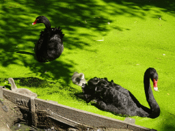Black Swans with young Swans at the Dierenwijck area of the Plaswijckpark recreation park