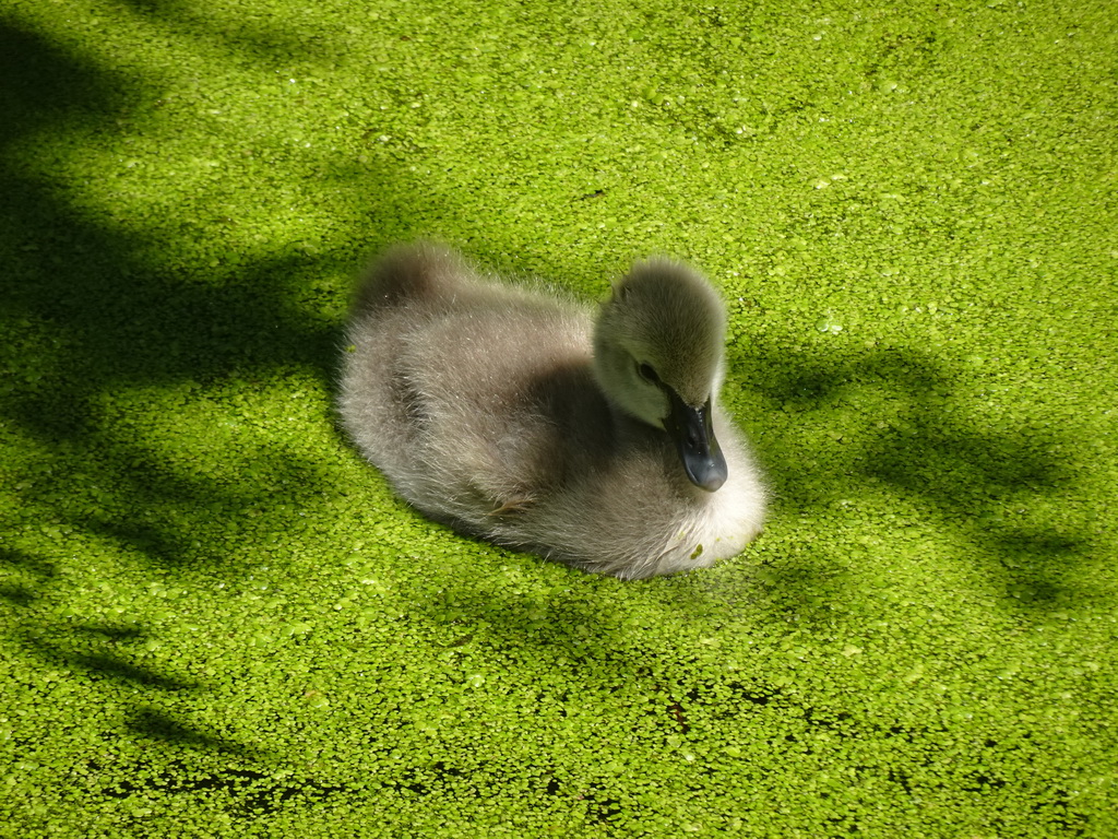 Young Swan at the Dierenwijck area of the Plaswijckpark recreation park