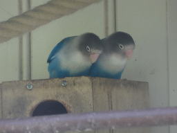 Parakeets at the Parakeet Aviary at the Dierenwijck area of the Plaswijckpark recreation park