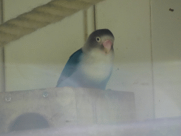 Parakeet at the Parakeet Aviary at the Dierenwijck area of the Plaswijckpark recreation park