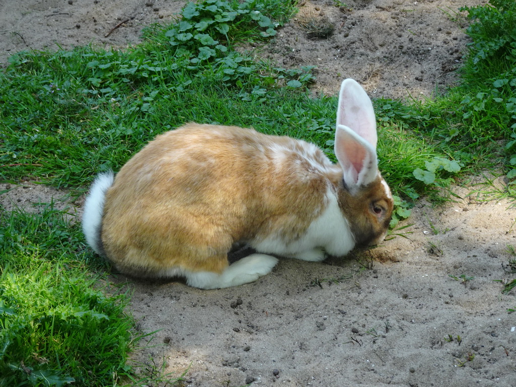 Continental Giant Rabbit at the Dierenwijck area of the Plaswijckpark recreation park