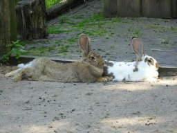 Continental Giant Rabbits at the Dierenwijck area of the Plaswijckpark recreation park