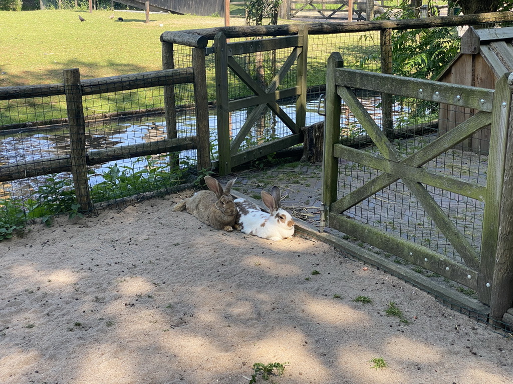 Continental Giant Rabbits at the Dierenwijck area of the Plaswijckpark recreation park