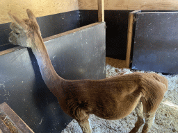 Alpaca at the Dierenwijck area of the Plaswijckpark recreation park