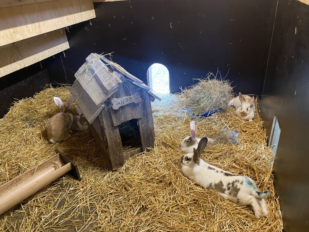 Continental Giant Rabbits at the Dierenwijck area of the Plaswijckpark recreation park