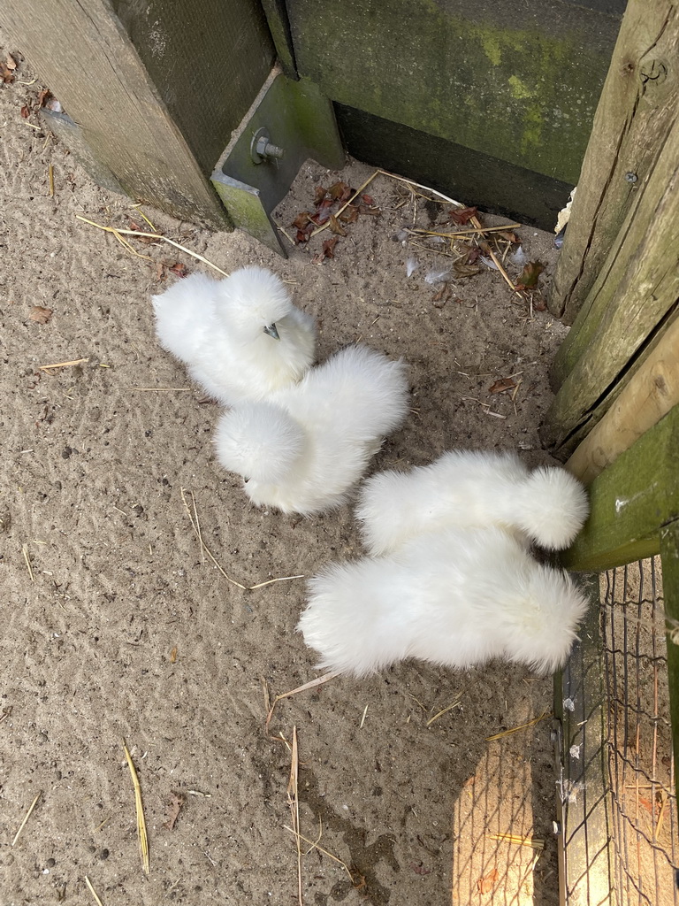 Young Chickens at the Dierenwijck area of the Plaswijckpark recreation park