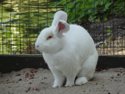 Continental Giant Rabbit at the Dierenwijck area of the Plaswijckpark recreation park