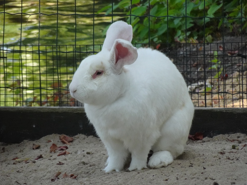 Continental Giant Rabbit at the Dierenwijck area of the Plaswijckpark recreation park