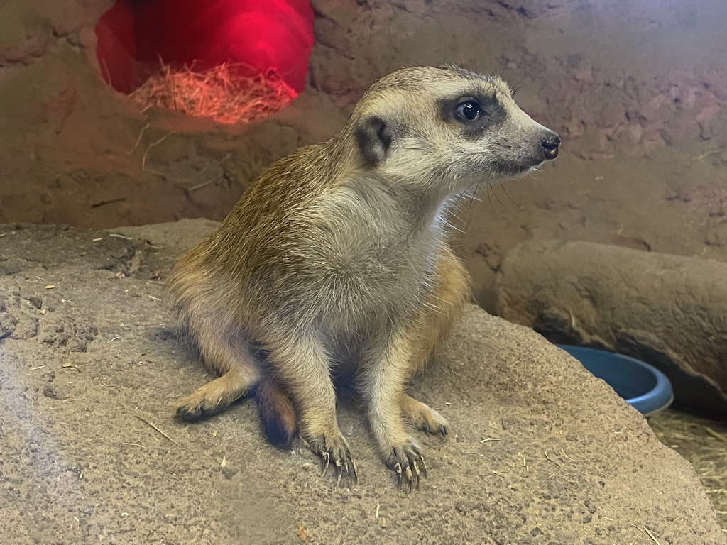 Meerkat at the Dierenwijck area of the Plaswijckpark recreation park