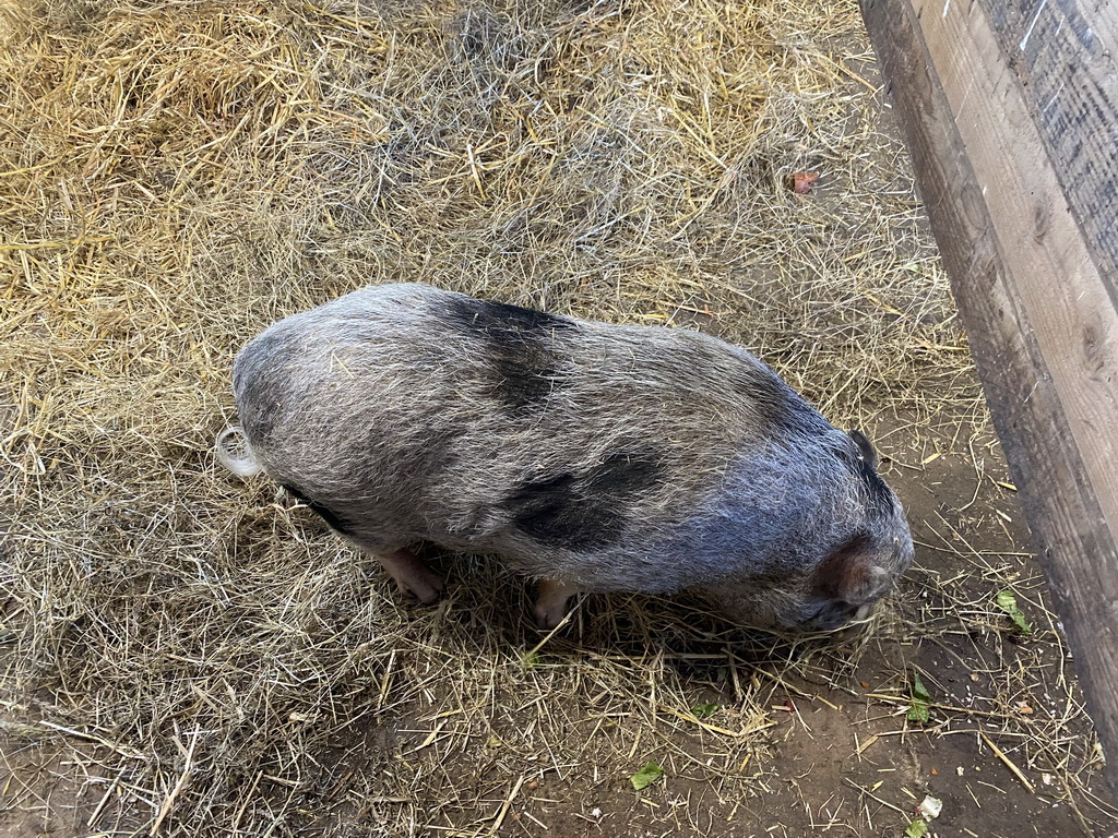 Pig at the Dierenwijck area of the Plaswijckpark recreation park