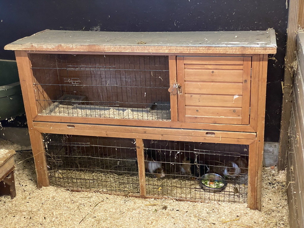 Guinea Pigs at the Dierenwijck area of the Plaswijckpark recreation park