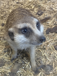 Meerkat at the Dierenwijck area of the Plaswijckpark recreation park