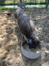 Pig at the Dierenwijck area of the Plaswijckpark recreation park