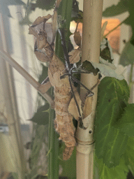 Australian Walking Stick at the classroom at the Speelkas building at the Dierenwijck area of the Plaswijckpark recreation park