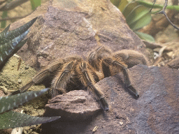 Chilean Rose Tarantula at the classroom at the Speelkas building at the Dierenwijck area of the Plaswijckpark recreation park