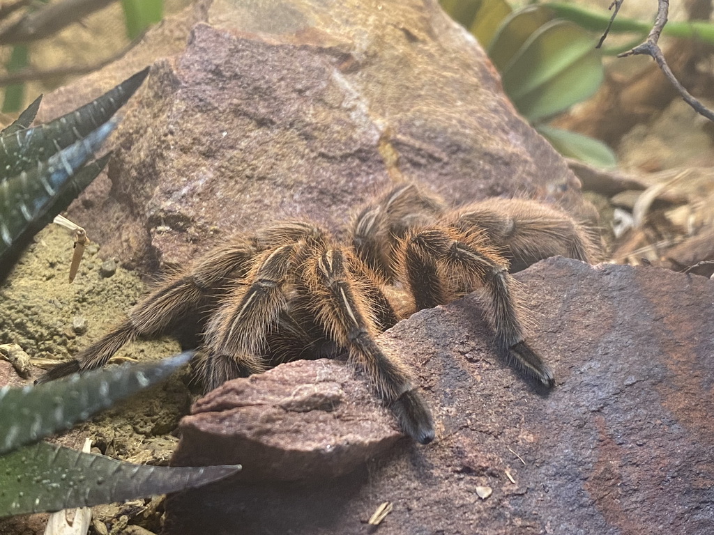 Chilean Rose Tarantula at the classroom at the Speelkas building at the Dierenwijck area of the Plaswijckpark recreation park