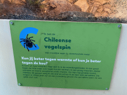 Explanation on the Chilean Rose Tarantula at the classroom at the Speelkas building at the Dierenwijck area of the Plaswijckpark recreation park